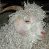 Productrice de mohair : la ch�vre angora