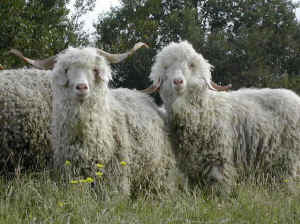 mohair
