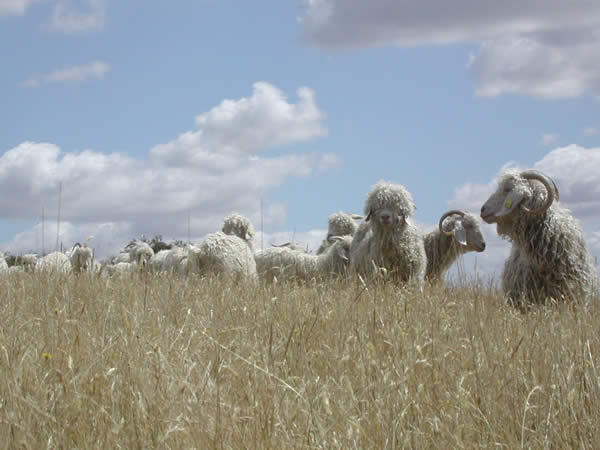 Ch&egrave;vres angora &agrave; Rouzaud