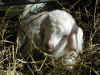 Chevreau dernier n�