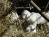 chevreau dernier n�