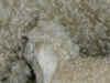 chevreau dernier n�