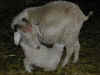 chevreau dernier n�