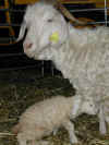 chevreau dernier n�