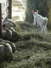 chevreau dernier n�
