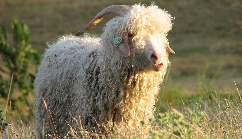 Chèvre angora vivant dans la ferme des Bergers Cathares en Ariège