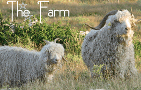 La ferme des Bergers Cathares